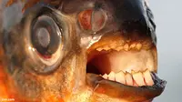 Invasi ke Skandinavia,`Ikan Penggigit Testis` Pernah Bunuh 2 Pria