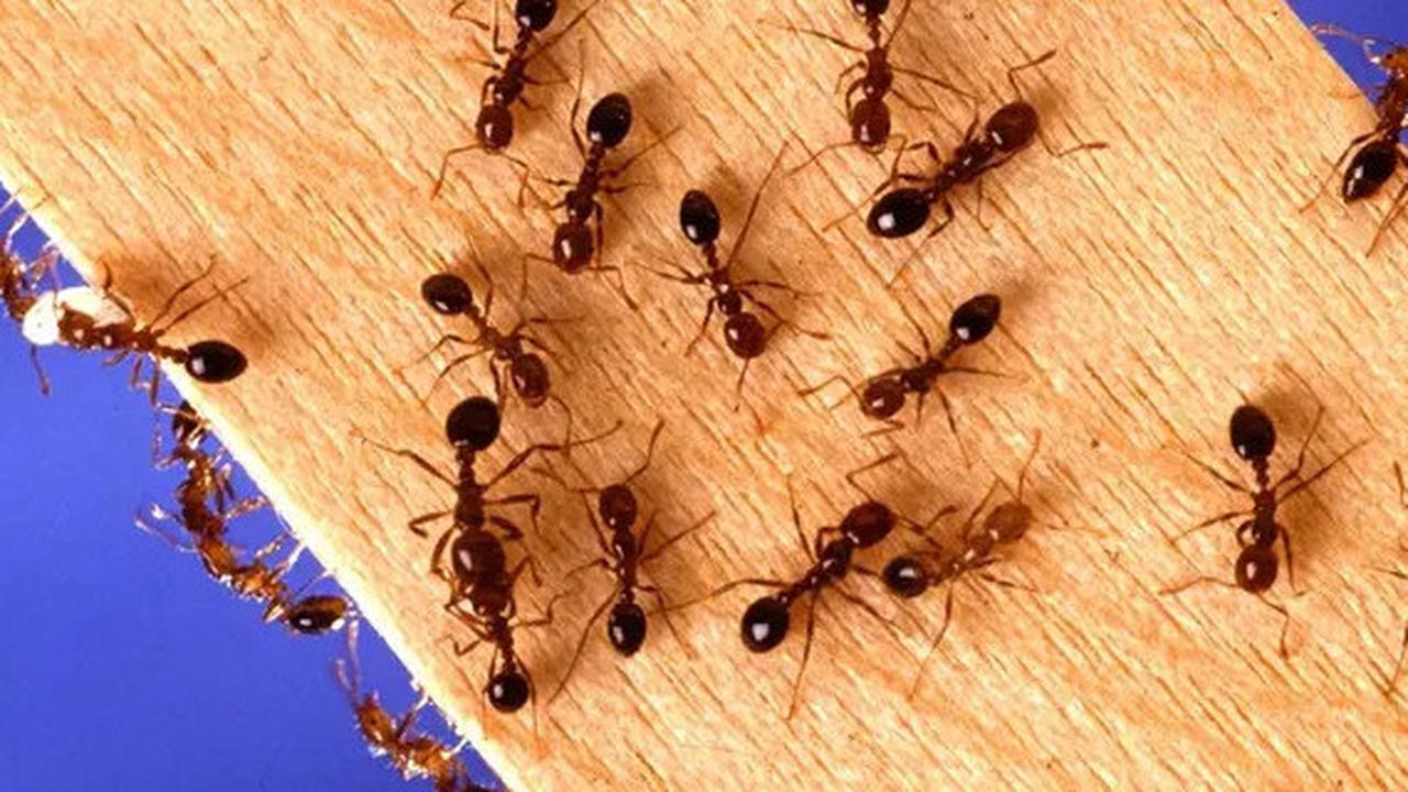 Trik Sederhana Mengusir Semut dari Gula dengan Mudah