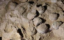 Fosil Berusia 80 Juta Tahun Ungkap Perilaku Mengejutkan Dinosaurus, Begini Hasil Temuan Ilmuwan