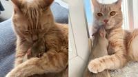 Bikin Heran, Kisah Persahabatan Kucing dan Tikus Ini Unik Banget (sumber: Boredpanda)