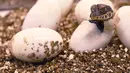Seekor bayi buaya kerdil Afrika Barat yang baru menetas keluar dari telurnya di taman botani Exotica Planet di Royan, Prancis, Senin (27/8). Buaya kerdil dari Afrika Barat kini masuk dalam daftar spesies terancam punah dunia. (AFP/MEHDI FEDOUACH)