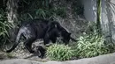 Spesies yang berasal dari Amerika Selatan ini hampir terancam punah menurut International Union for Conservation of Nature, karena hilangnya habitat alami mereka, yang disebabkan oleh penggundulan hutan. (STEPHANE DE SAKUTIN / AFP)