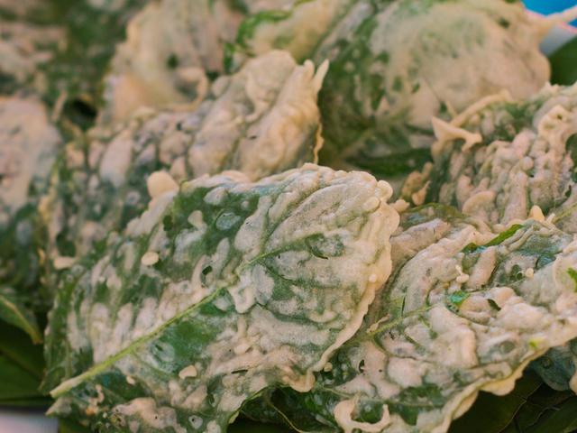 5 Cara Membuat Keripik Bayam Renyah Tahan Lama Kriuk Dan Gurih Untuk Camilan Hot Liputan6 Com