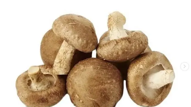 Jamur Shiitake