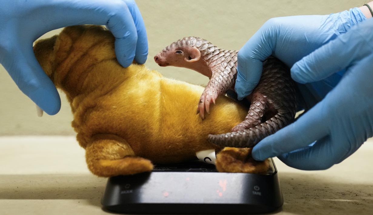 Petugas menimbang seekor bayi trenggiling dari China di Kebun Binatang Praha, Republik Ceko, Kamis (23/2/2023). Tahun lalu, kebun binatang Praha menerima sepasang trenggiling yang terancam punah dari Kebun Binatang Taipei sebagai bagian dari program pertukaran hewan antara kedua kota.  (AP Photo/Petr David Josek)