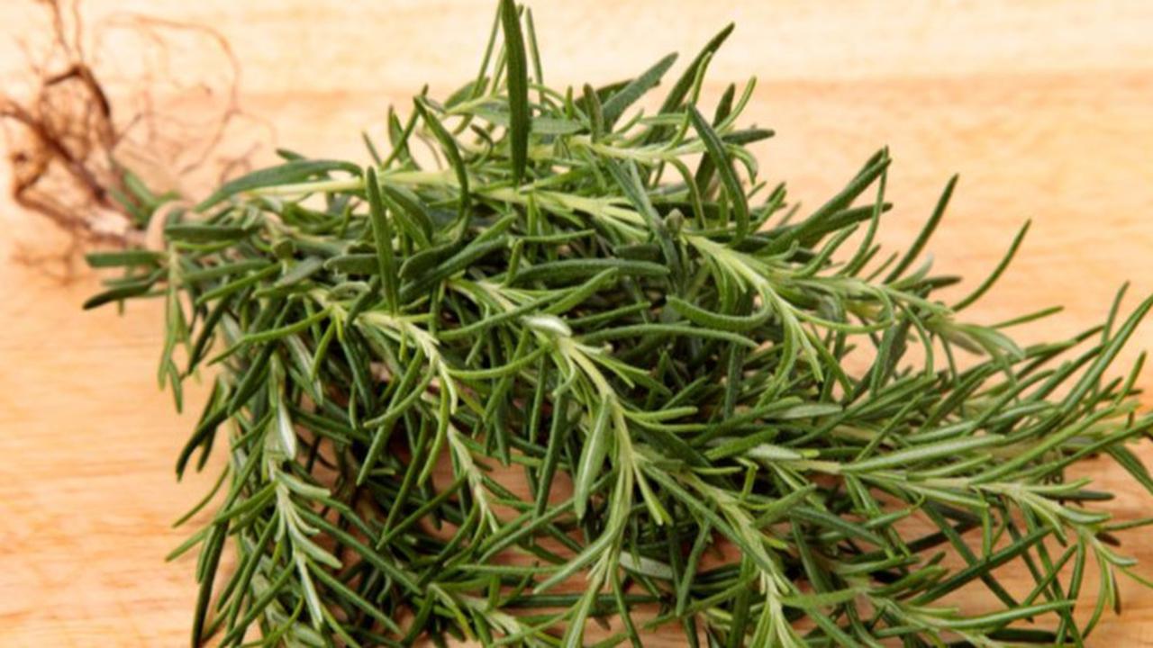 7 Macam Tanaman Herbal yang Bisa Bikin Cantik Taman di Rumah, Bonus Khasiatnya untuk Kesehatan