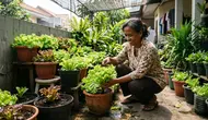 Cara Mengatasi Semut yang Bersarang di Pot Sayur Tanpa Mengganti Media Tanam, Mudah dan Aman
