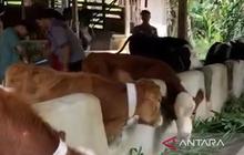 DPKHP Cianjur Perketat Pengawasan Pemotongan Hewan Demi Keamanan Daging Konsumsi