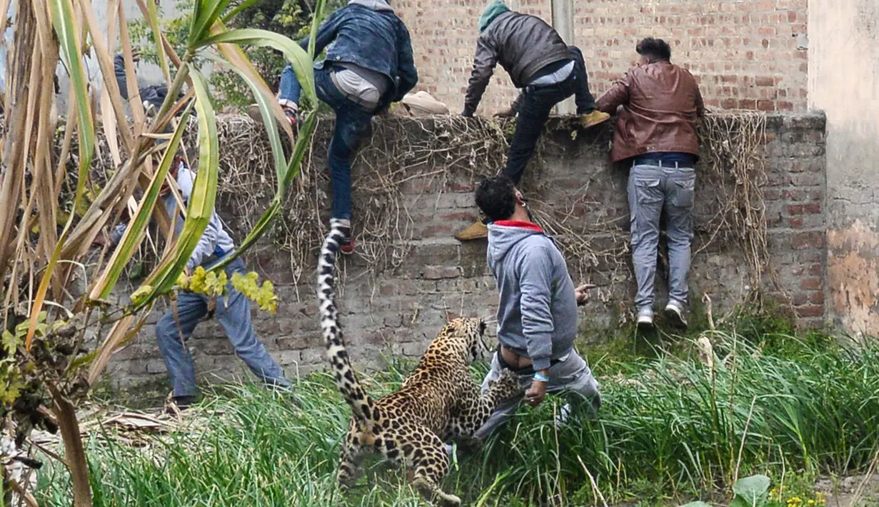 Macan tutul menyerang seorang pria India saat warga berlarian menyelamatkan diri di Jalandhar, Kamis (31/1). Macan tutul yang tersesat di perkampungan itu mengamuk dan menyerang warga hingga mengakibatkan 6 orang terluka. (SHAMMI MEHRA/AFP)