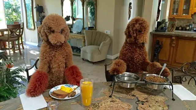 [Bintang] Wow! Anjing Pudel Ini Pintar Masak dan Naik Motor