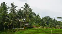 Liburan Nataru, Ada Diskon 30% Berwisata di Deretan Desa Wisata Ini