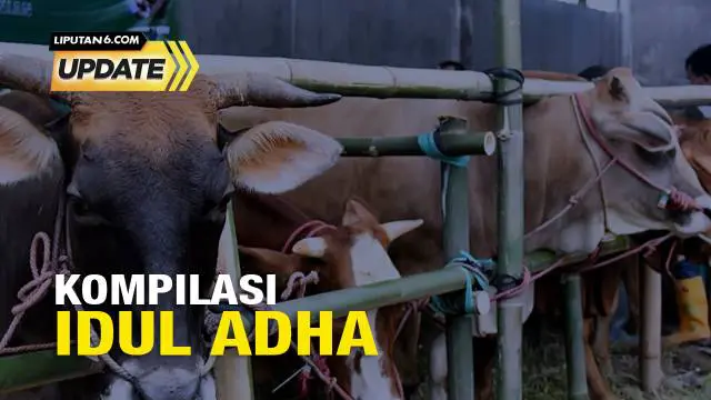 Idul Adha selalu identik dengan berqurban. Dibalik momentum ibadah setahun sekali ini, selalu ada kejadian menarik di mana hewan-hewan qurban tersebut kabur saat hendak disembelih.