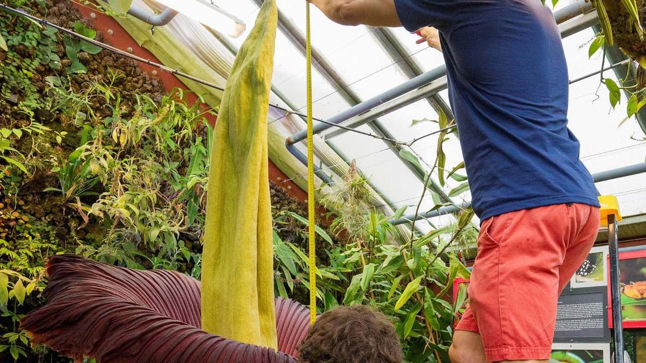 Mekarnya bunga bangkai Titan Arum ini berlangsung cukup singkat, yakni hanya 72 jam. Berikut foto-foto pesona bunga bangkai asli Sumatera yang mekar di Prancis tersebut: