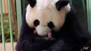 Panda raksasa Huan Huan bersama anak kembarnya yang baru dilahirkan berada dalam kandang di Beauval Zoo, Saint-Aignan-sur-Cher, Prancis, 1 Agustus 2021. Huan Huan yang berarti "Bahagia" dalam bahasa China adalah panda betina yang dipinjamkan China ke ZooParc de Beauval. (Guillaume SOUVANT/AFP)