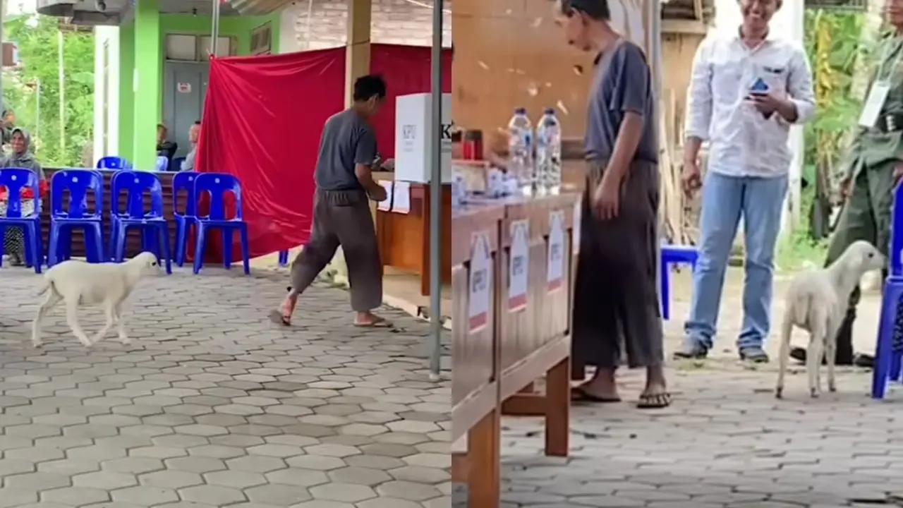Kambing Ikut Nyoblos