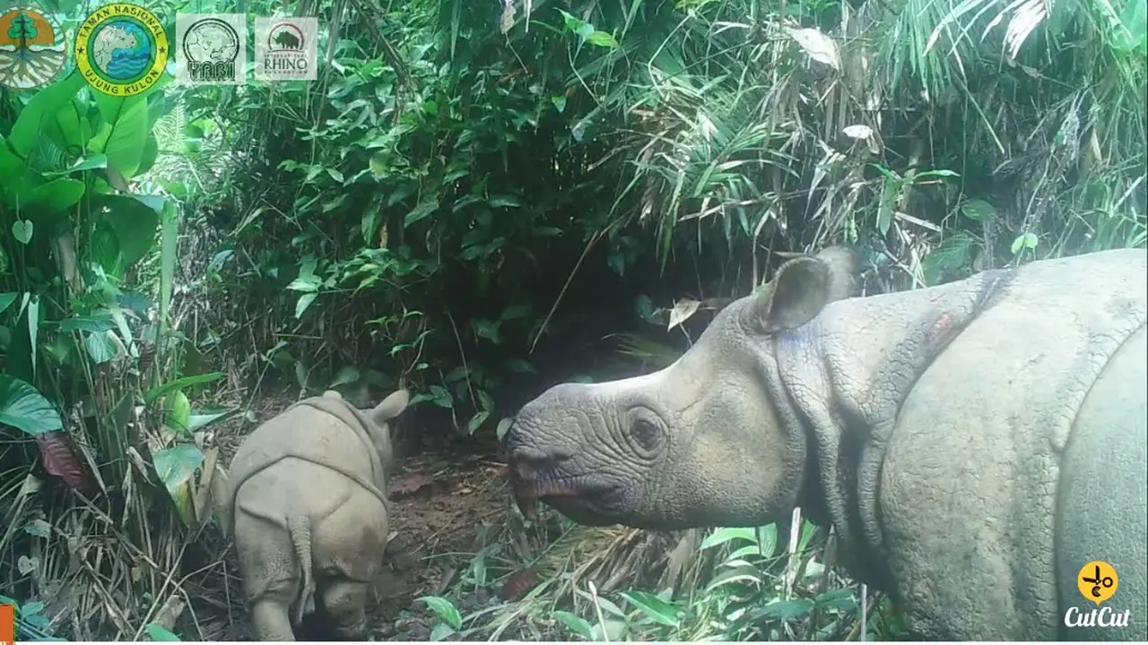 Selamat, 2 Anak Badak Jawa Lahir di Taman Nasional Ujung Kulon