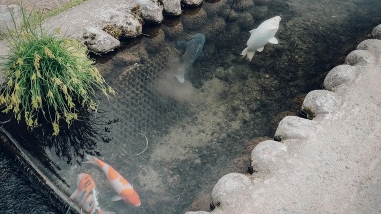 Ilustrasi Kolam Ikan Dalam Rumah (Credit: Rap Dela Rea/unsplash)