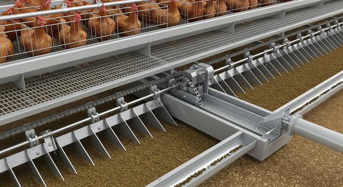 6 Model dan Sistem Pembuangan Kotoran Kandang Ayam Petelur yang Efektif dan Hemat Biaya