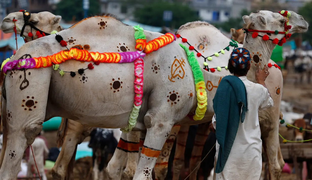 Seorang pedagang menghiasi untanya untuk menarik pembeli di pasar ternak untuk Idul Adha di Islamabad, Pakistan, Minggu (26/7/2020). Para pedagang menghias unta agar hewan kurban yang dijualnya dilirik pembeli. (AP Photo/Anjum Naveed)
