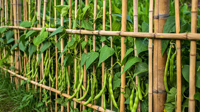 Inspirasi Kebun Kacang Panjang Rambat di Pagar Bambu