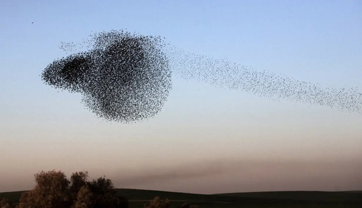 Kerumunan ribuan burung itu membentuk ‘awan’ hitam di langit yang bisa mendadak berganti arah dan bentuk secara acak, Padang Pasir Negev, Israel, Senin (2/2/2015). (AFP Photo/Menahem Kahana)