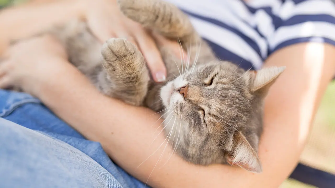 Bukan Tanda Mengantuk, Ini 4 Alasan Kucing Mendengkur