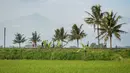 Pada empat kilometer pertama, pelari disuguhkan hamparan sawah dengan latar belakang beberapa gunung yang ada di Jawa Tengah, seperti Gunung Telomoyo dan Gunung Andong. (Bola.com/Bagaskara Lazuardi)