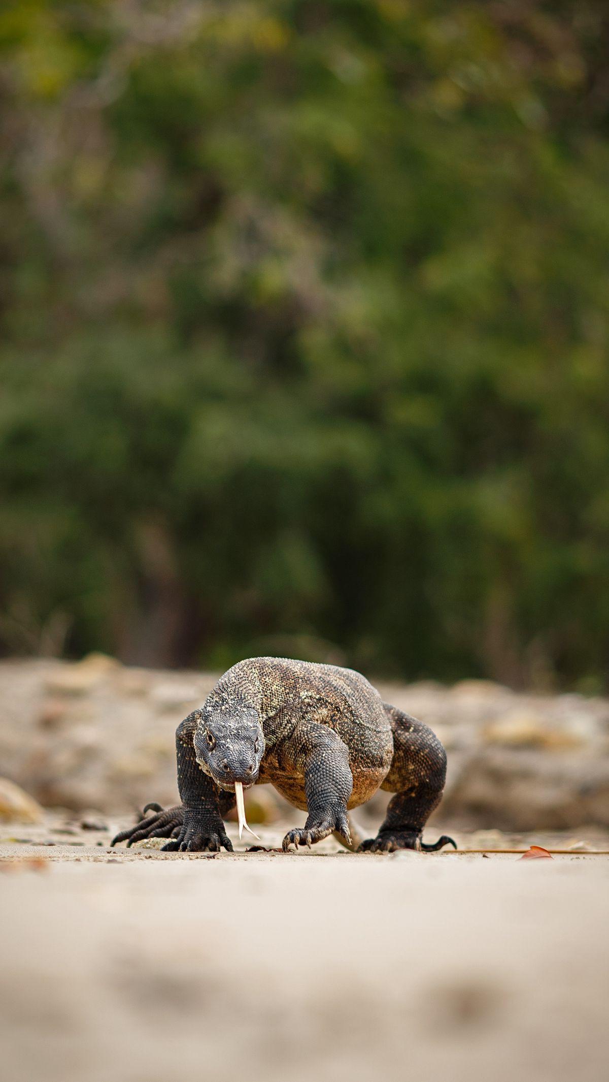2. Komodo