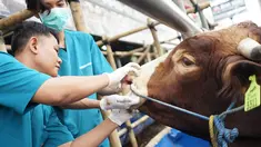 Petugas Dinas Peternakan dan Pertanian memeriksa selaput lendir sapi kurban yang dijual di Mall Hewan Kurban H. Doni, Depok, Jawa Barat, Senin (29/7/2019). Pemeriksaan guna menjamin kelayakan dan kesehatan medis hewan kurban untuk dikonsumsi pada Idul Adha mendatang. (Liputan6.com/Immanuel Antonius)