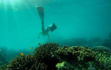 Eksotisme Surga Bawah Laut Jawa Timur, Rumah Terumbu Karang dan Anemon Laut yang Bikin Betah Penyelam