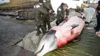 Peneliti dari Universitas of Bergen melakukan pembedahan kepada seekor paus di perairan Sotra, Norwegia, Selasa (31/1). Pembedahan dilakukan untuk mengetahui isi perut dari ikan paus tersebut. (AP Photo)