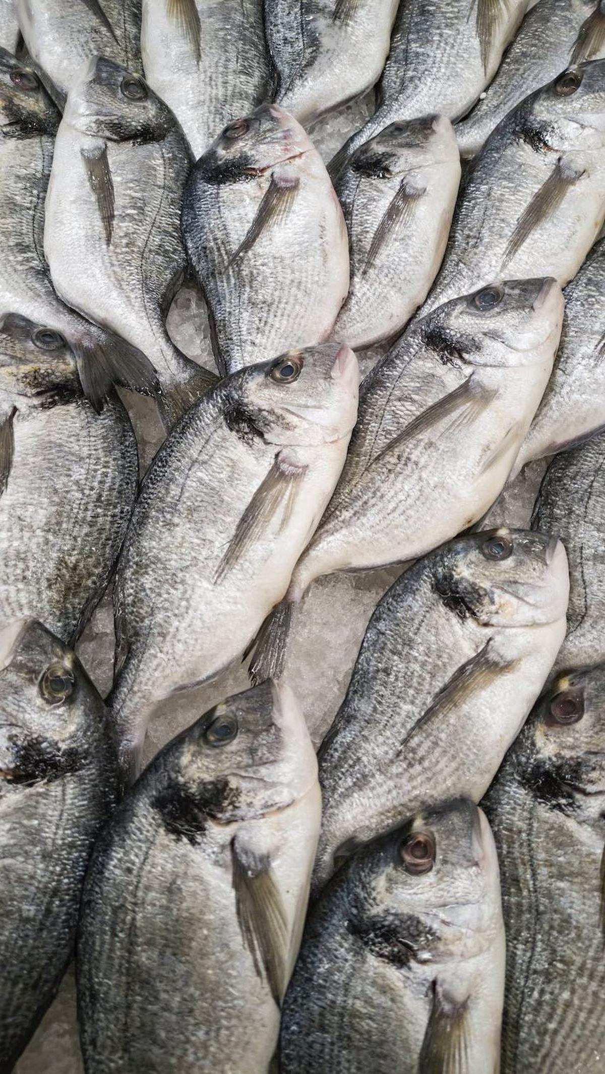 Ikan tuna, udang, bahkan teri nasi memiliki kandungan yodium yang berfungsi sebagai pembentuk hormon tiroid, yang berfungsi untuk proses perkembangan normal otak dan saraf bayi.