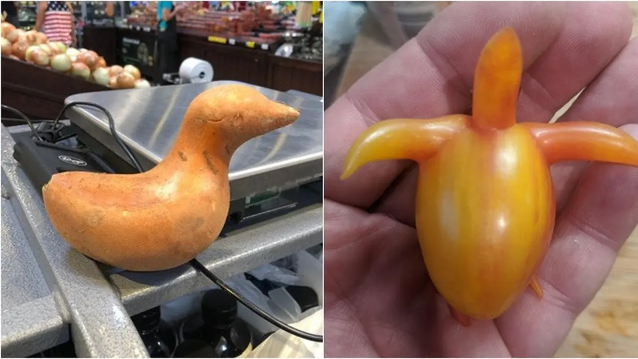7 Potret Buah dan Sayuran dengan Bentuk Nyeleneh Ini Bikin Geleng Kepala