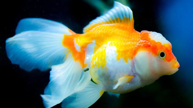 Ilustrasi ikan mas koki