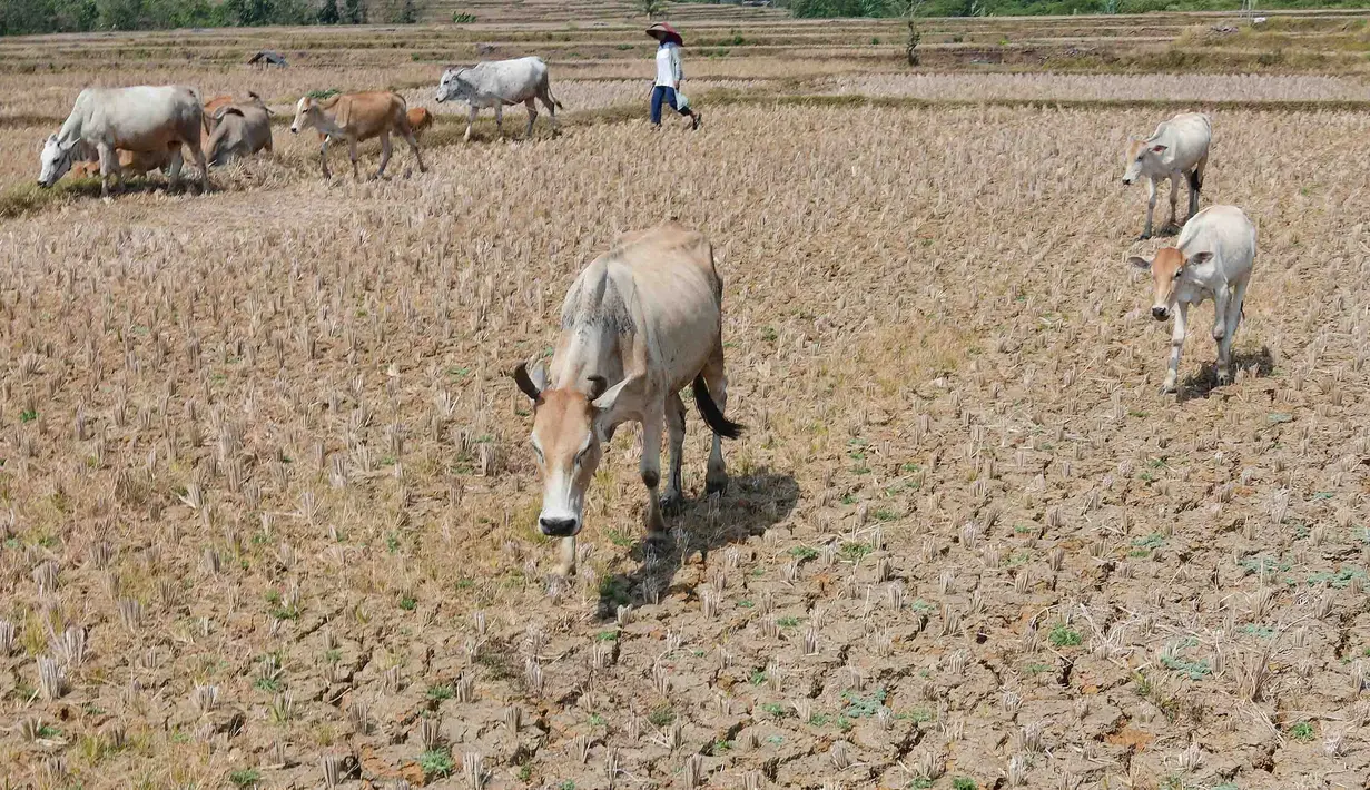 Warga menggembala hewan ternaknya pada sawah yang retak akibat kekeringan di kawasan Weninggalih, Jonggol, Jawa Barat, Selasa, 25 Agustus 2026. (KLY/ Arie Basuki)