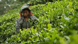 Seorang pekerja wanita memetik daun teh di kebun teh di Kaziranga, di negara bagian Assam di India timur laut, (11/10). Assam memproduksi lebih dari 50 persen tanaman teh di India. (AP Photo/Anupam Nath)