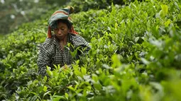 Seorang pekerja wanita memetik daun teh di kebun teh di Kaziranga, di negara bagian Assam di India timur laut, (11/10). Assam memproduksi lebih dari 50 persen tanaman teh di India. (AP Photo/Anupam Nath)