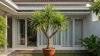 10 Jenis Tanaman Pot Luar Rumah yang Mudah Dirawat, Tahan Panas dan Hujan