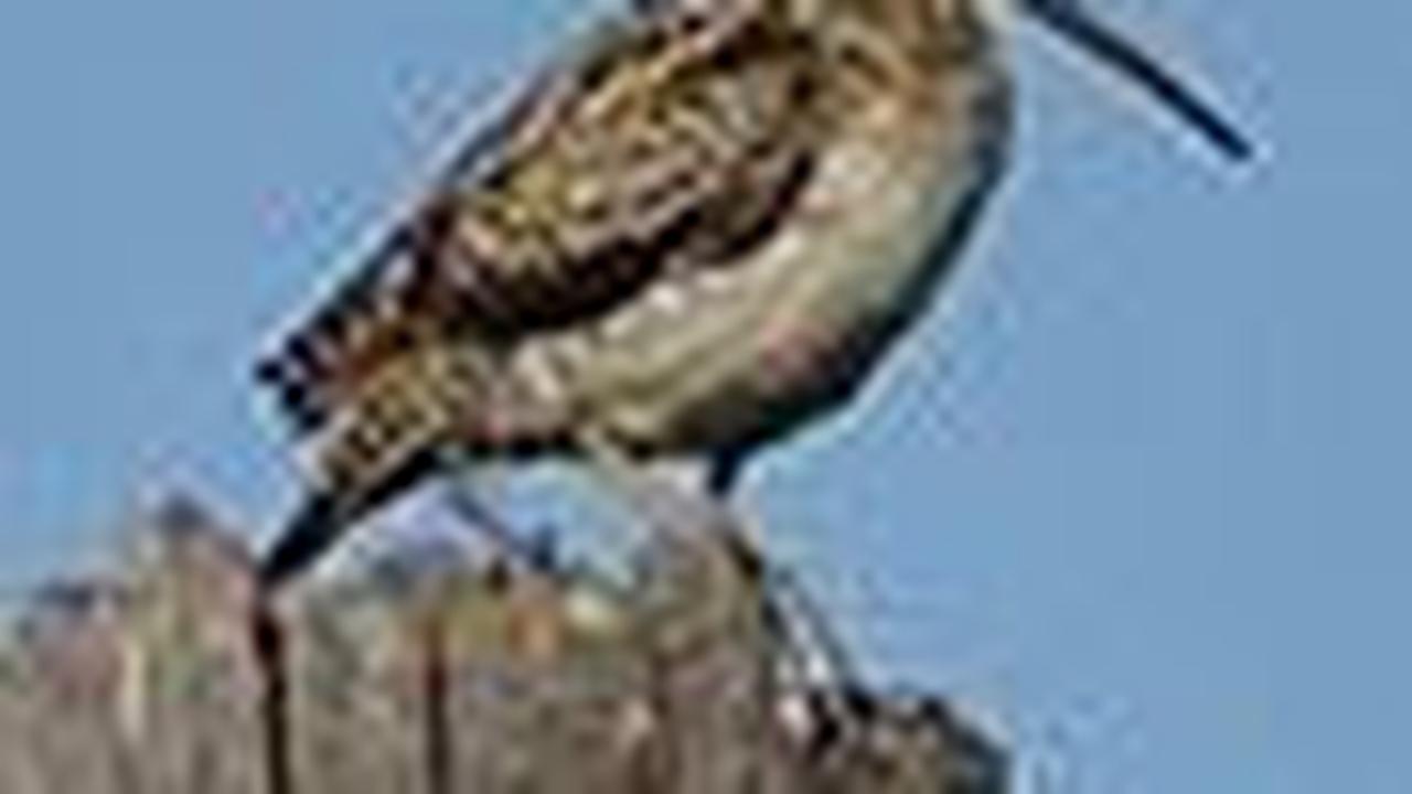 3. Burung Berkik Ekor Kipas<br>