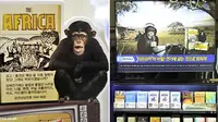 Perusahaan Rokok Korsel Tarik Iklan Monyet `Rasis`
