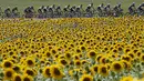 Para pebalap sedang berlomba di Etape 13 Tour de France yang berjarak 198.5-km (123.3 miles) antara Muret menuju Rodez, Prancis. (17/7/2015). (REUTERS/Eric Gaillard)