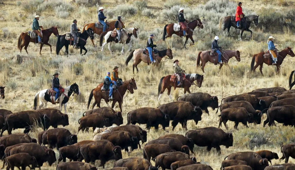 Penunggang kuda mengumpulkan kawanan bison di Pulau Antelope, Utah, Amerika Serikat, 29 Oktober 2022. Tahun ini, sekitar 750 bison didorong ke dalam kandang selama pengumpulan bison. (AP Photo/Rick Bowmer)