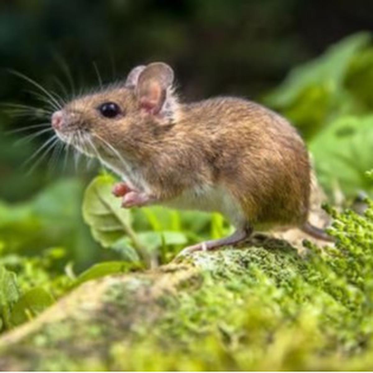 Tikus Pohon Mampu Tidur Selama 16 Jam