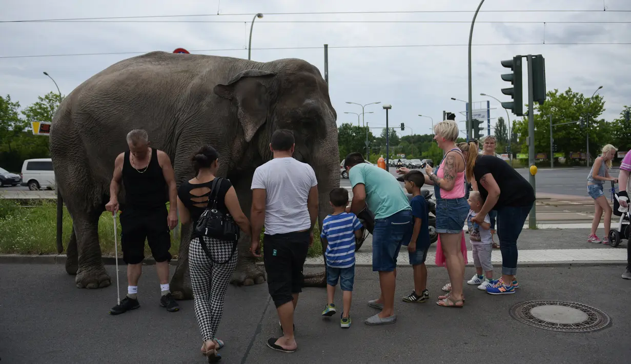 Seekor gajah sirkus menjadi perhatian warga di sebuah jalan di Berlin, Jerman, Kamis (30/6). Gajah tersebut diajak pawangnya untuk berjalan-jalan menikmati udara segar. (REUTERS/Stefanie Loos)