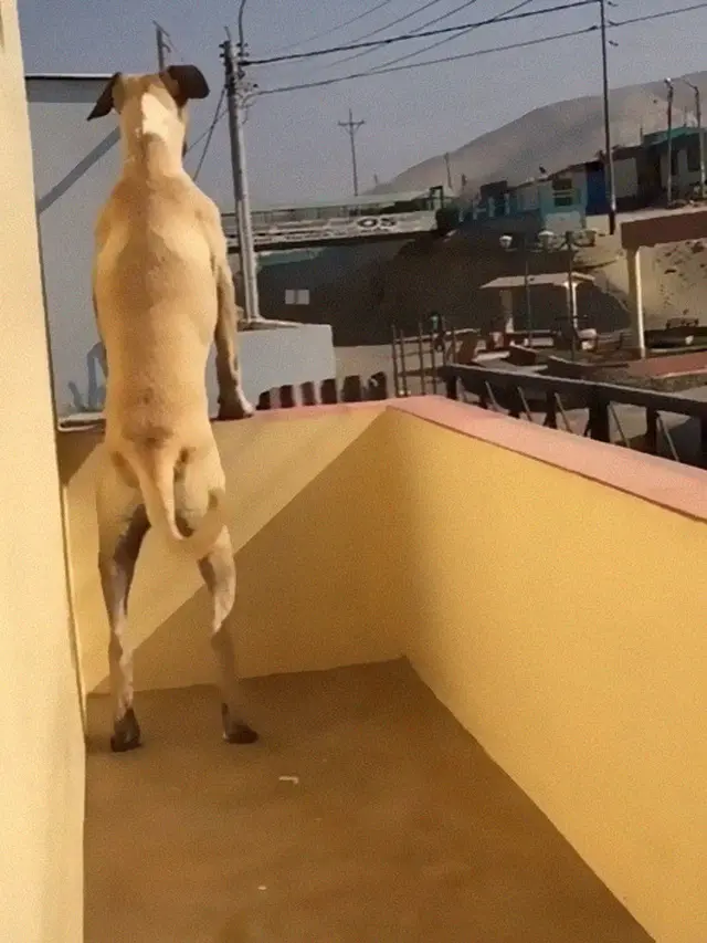 Punya Gangguan Kecemasan Anjing Ini Ngambek Jika Ditinggal Sendiri
