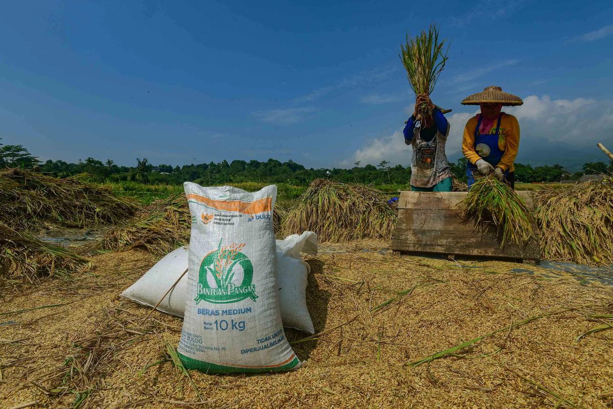 FOTO: Serapan Gabah Bulog Meningkat Perkuat Ketahanan Pangan Nasional