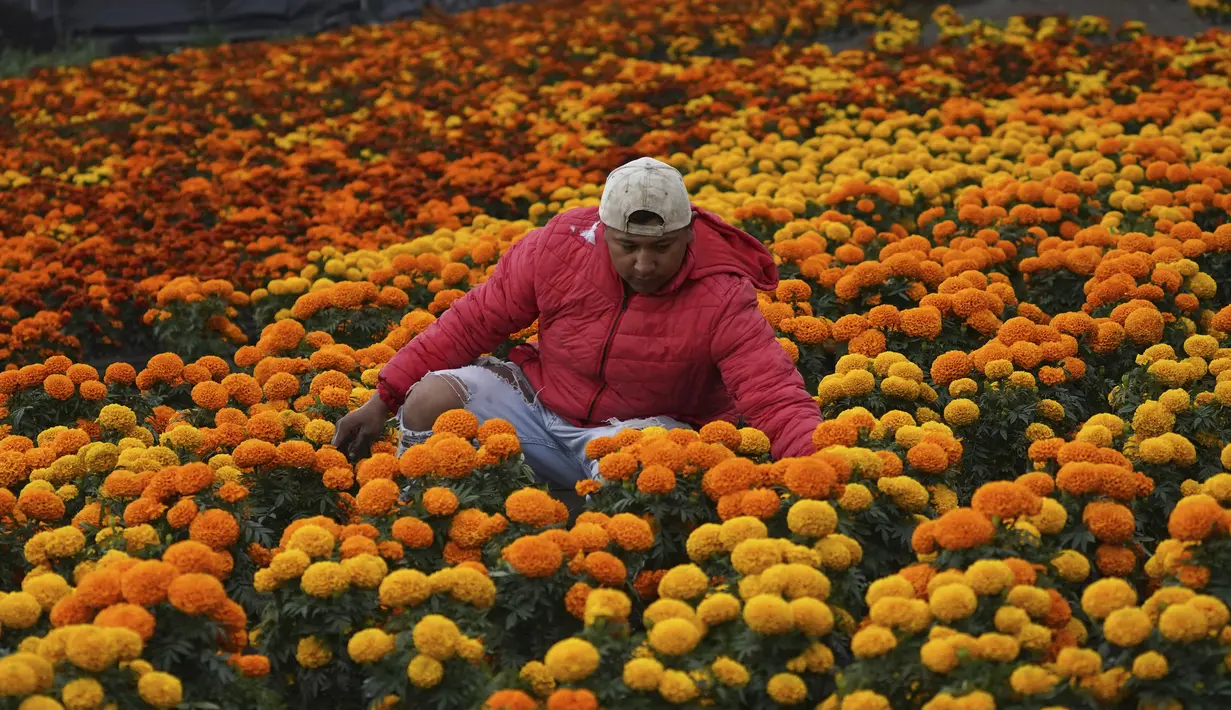 John Flores Martinez bekerja di ladang bunga cempasuchil di sebuah peternakan di Xochimilco, Mexico City, Rabu (19/10/2022). Cempasuchil atau bunga marigold ini dipercaya bisa menuntun roh-roh untuk menuju ke ofrenda atau altar karena warnanya yang terang. (AP Photo/Marco Ugarte)