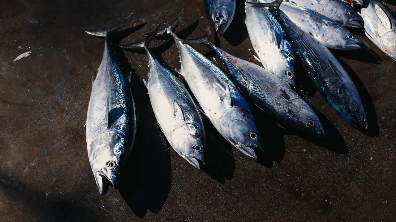 Macam-Macam Olahan Ikan Tenggiri