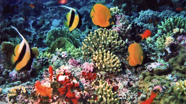 Terjebak Keindahan Pantai-pantai di Karimunjawa