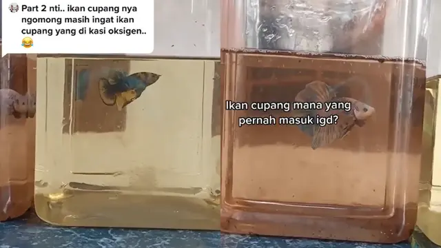 Ikan Cupang Sekarat